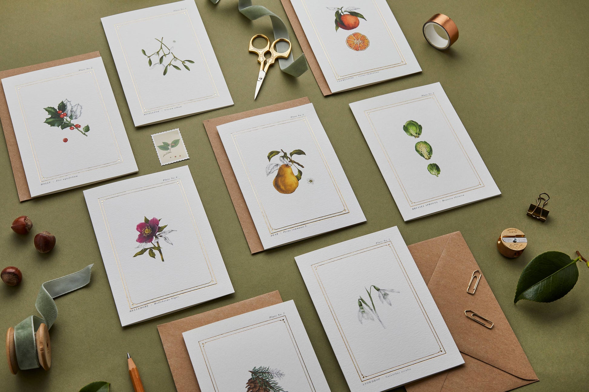Box of 8 Botanical Christmas Cards by Catherine Lewis