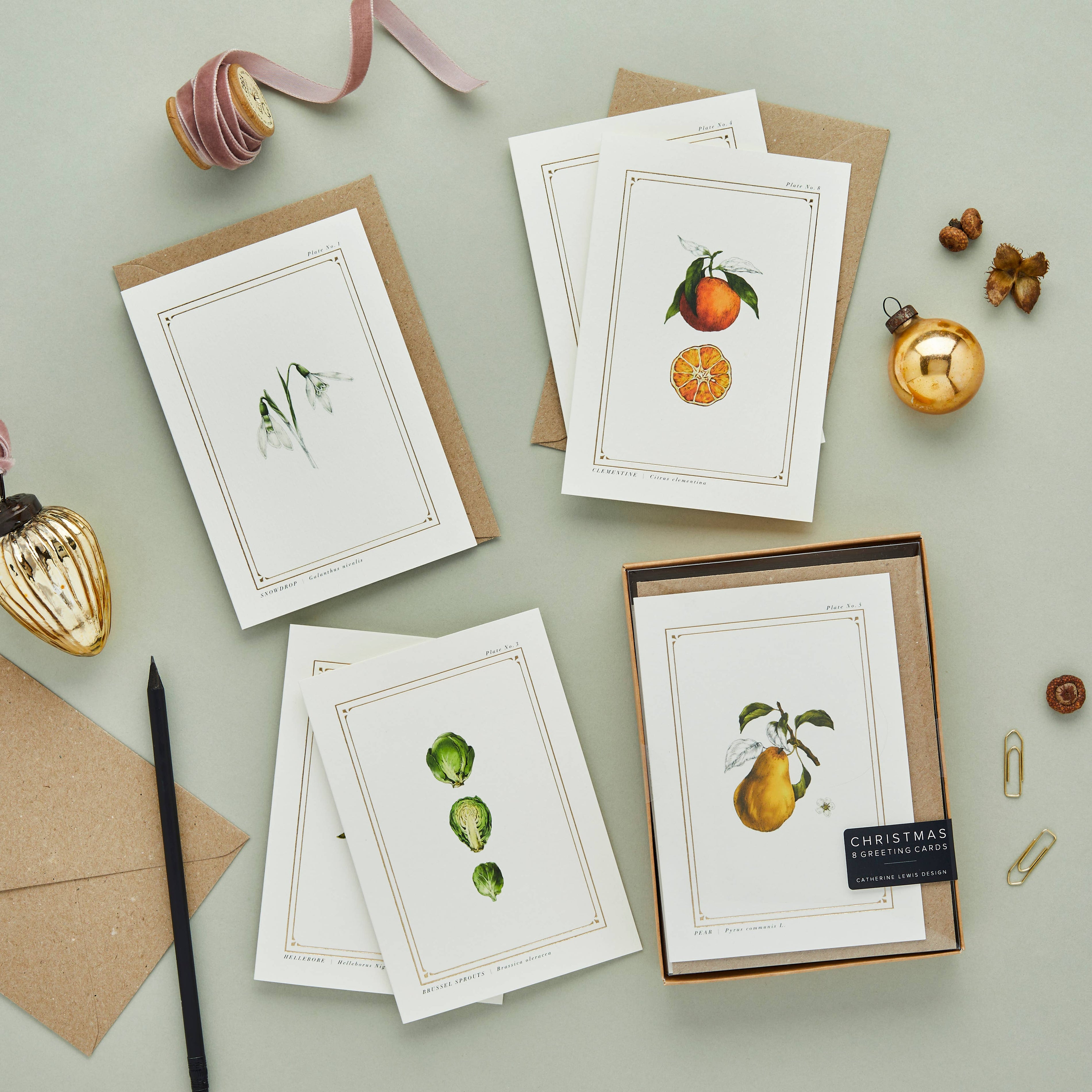 Box of 8 Botanical Christmas Cards by Catherine Lewis