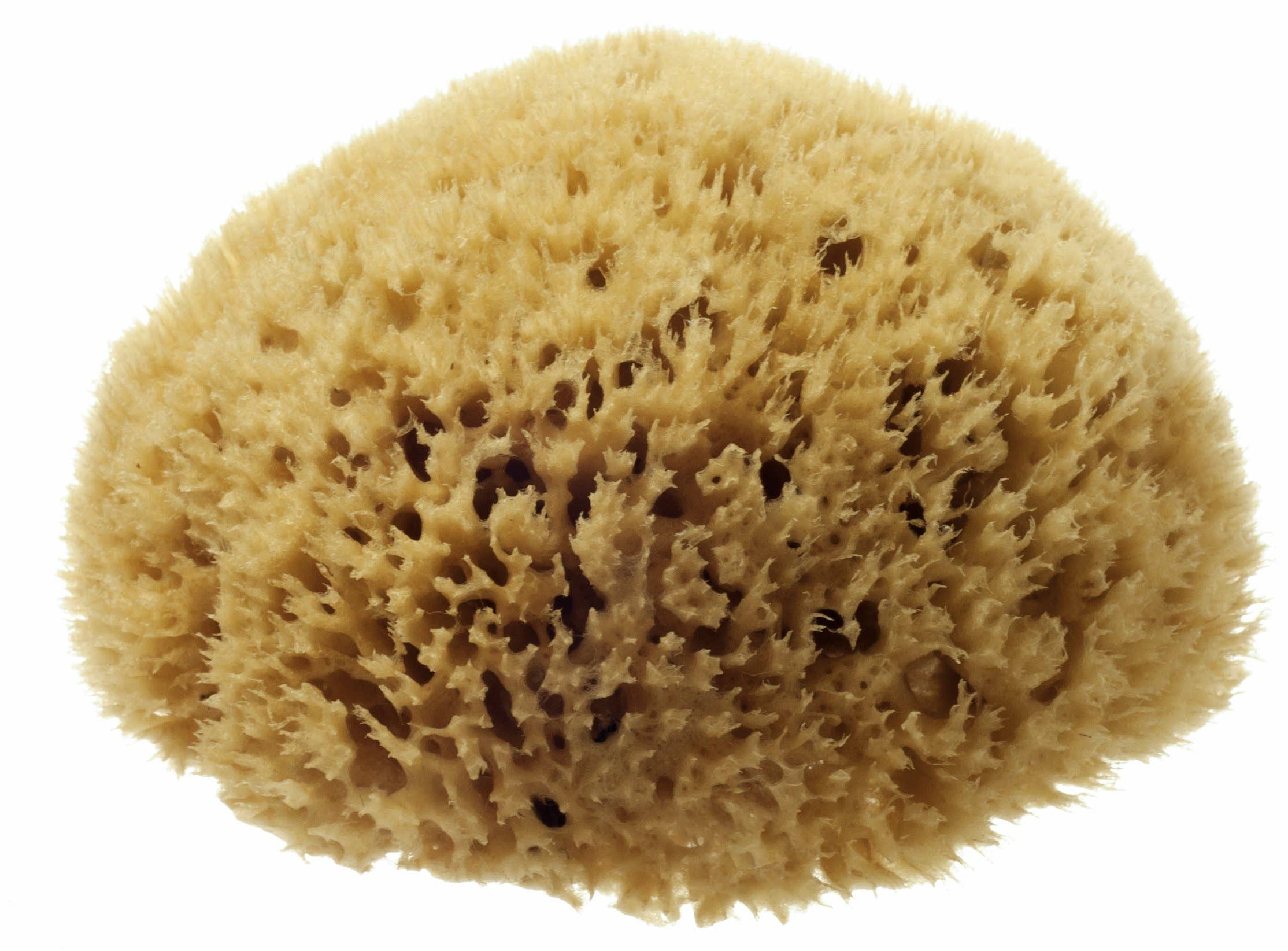 Natural Honeycomb Sea Sponge 5–5.5 Inch Mediterranean