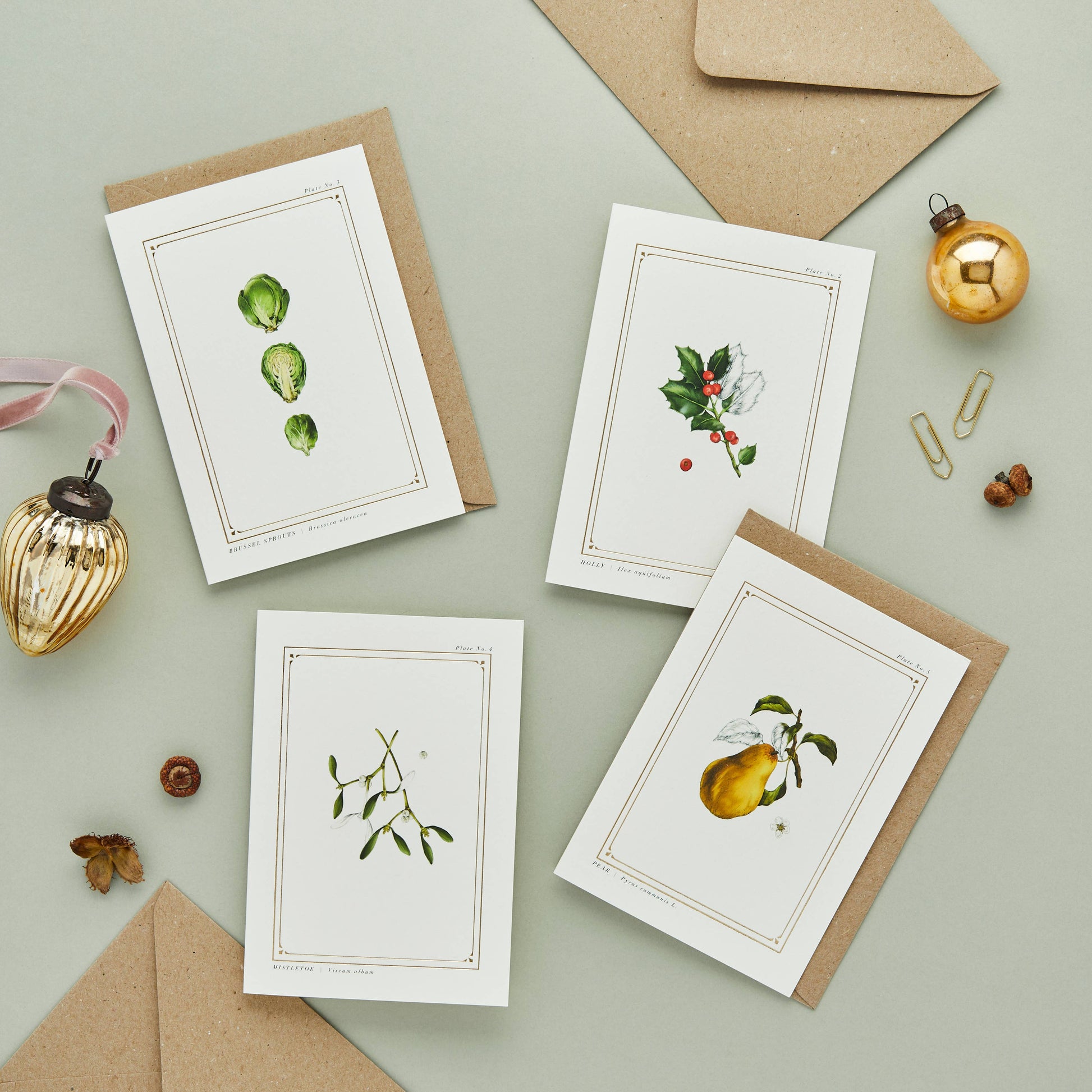 Box of 8 Botanical Christmas Cards by Catherine Lewis
