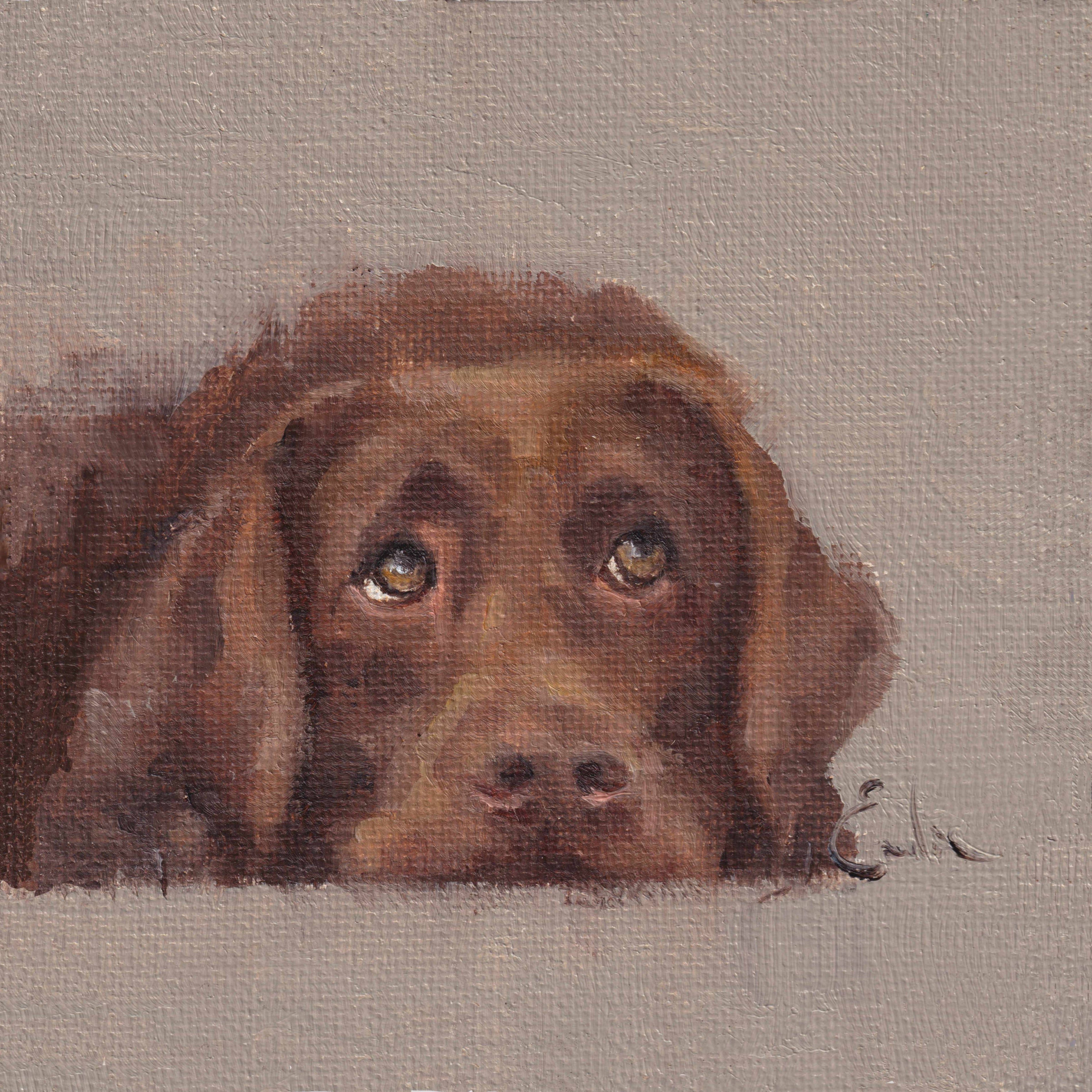 Chocolate Labrador Greetings Card 6 x 6 by Emeline Watchorn