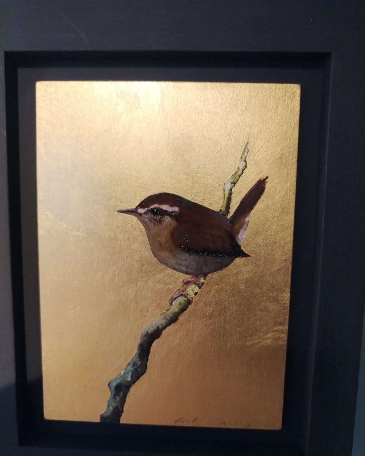 Golden Wren    - BM 10 / 12