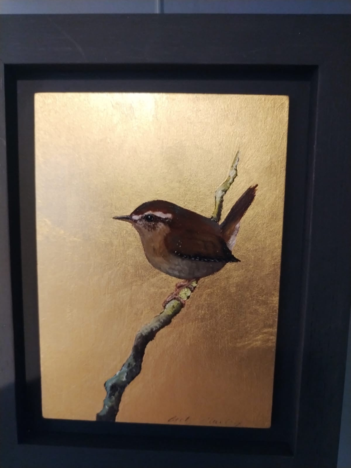 Golden Wren    - BM 10 / 12