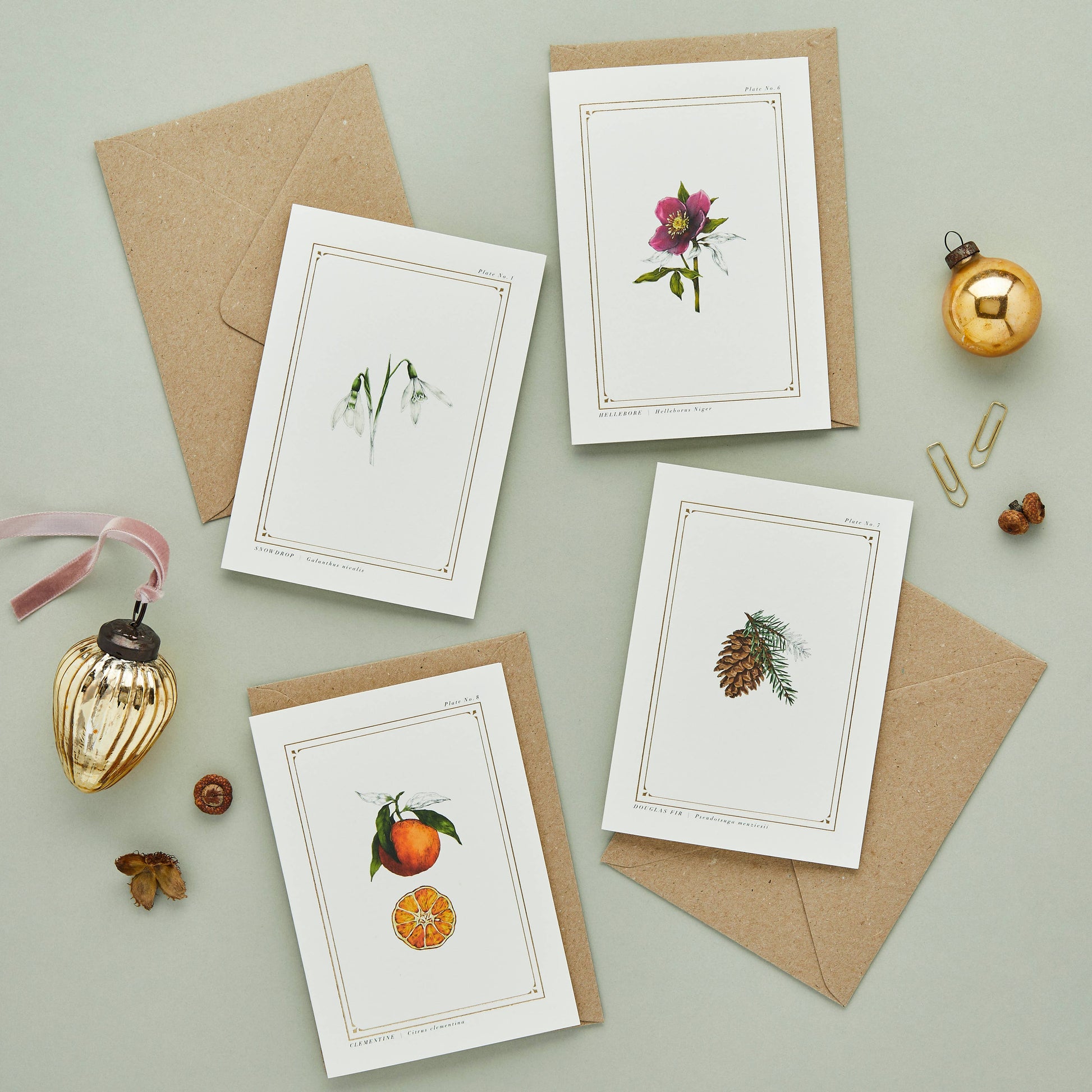 Box of 8 Botanical Christmas Cards by Catherine Lewis