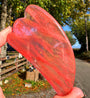 Red butterfly wing held up with a rural background