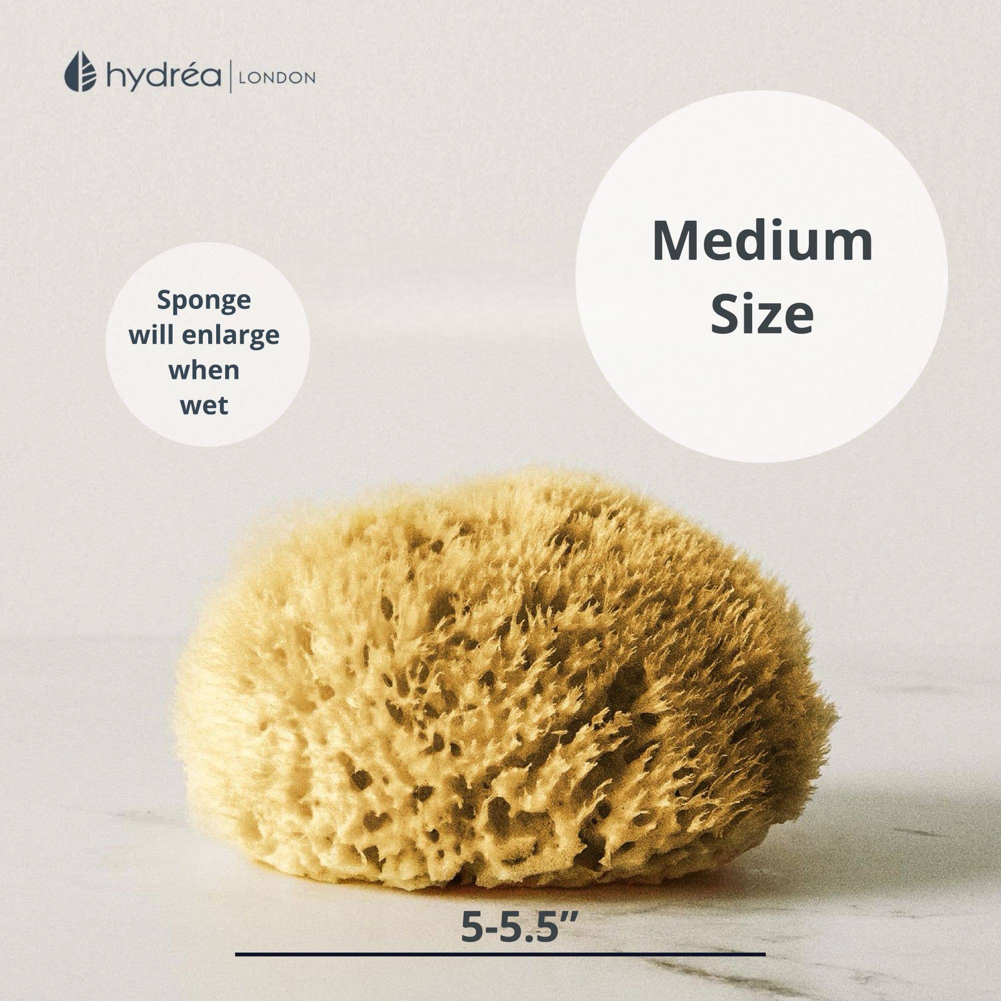 Natural Honeycomb Sea Sponge 5–5.5 Inch Mediterranean