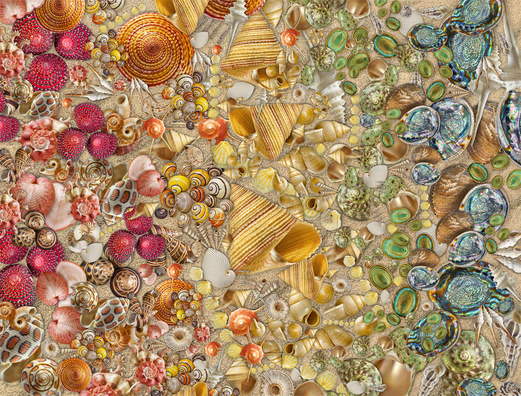 Natural History Museum - Shells 1000 Piece Jigsaw Puzzle