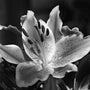 Close-up of a black and white flower with detailed petals.