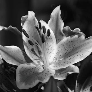 Close-up of a black and white flower with detailed petals.