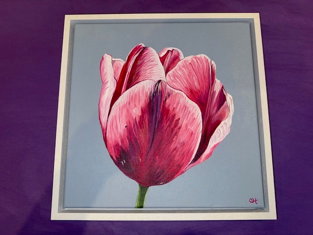 Pink Triumph Tulip